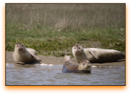 marine wildlife and seal photography film